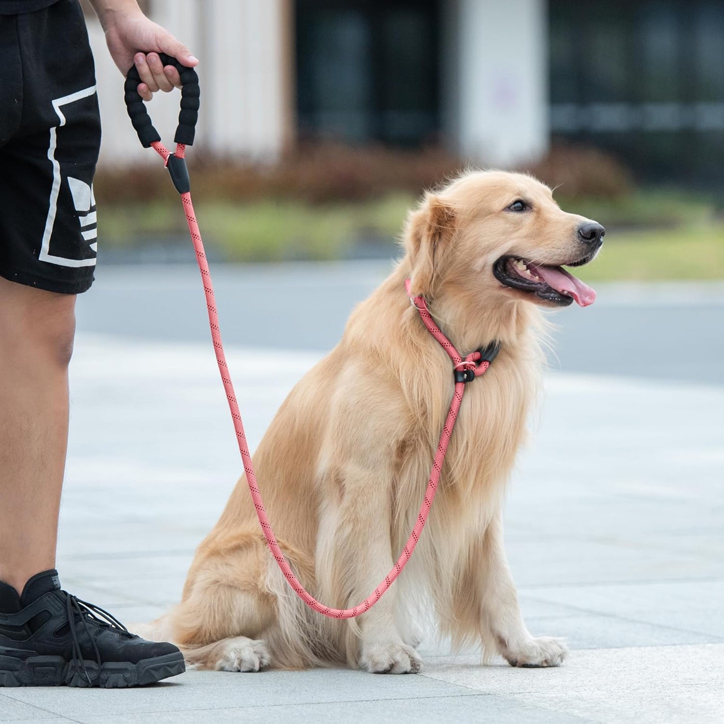 Premium Baby Pink Slip Lead Dog Leash with Padded Handle - Reflective, No Pull Training Solution for Small Dogs (3/8" x 6 FT)